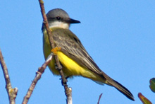 Tropical Kingbird